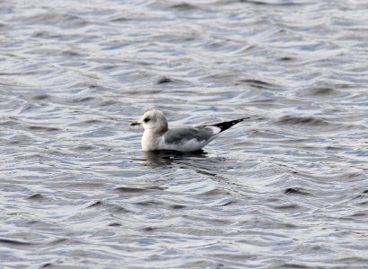 Mew Gull, Ocean Shores STP, WA, 18 October 2012