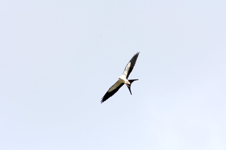 Swallow-tailed Kite, Pasco Co. FL, March 28, 2012
