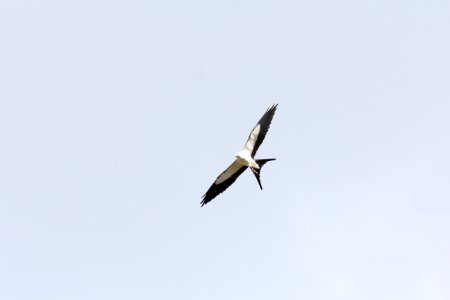 Swallow-tailed Kite, Pasco Co. FL, March 28, 2012