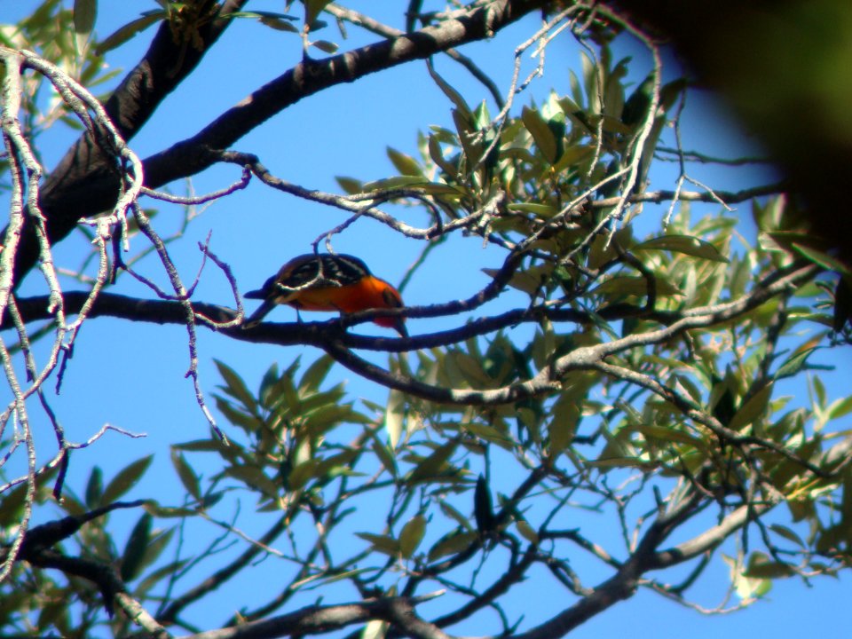 Flame-colored Tanager, Madera Canyon, AZ, May 11, 2008