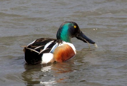 Northern Shoveler at Edwin B. Forsythe National Wildlife Refuge