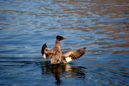 Common Merganser