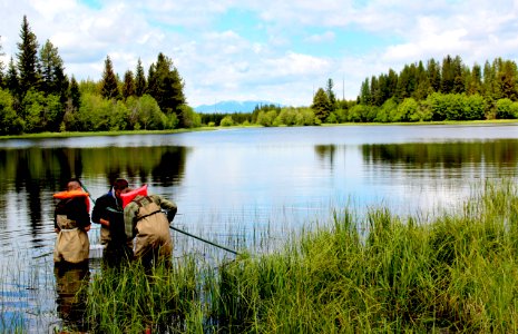 Dipping for bugs
