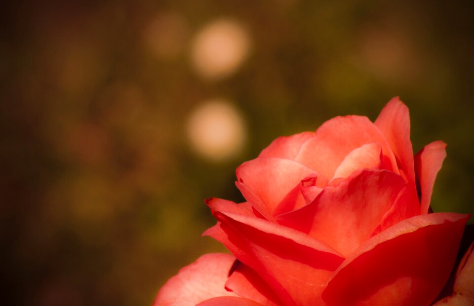 Nature pink flowers macro