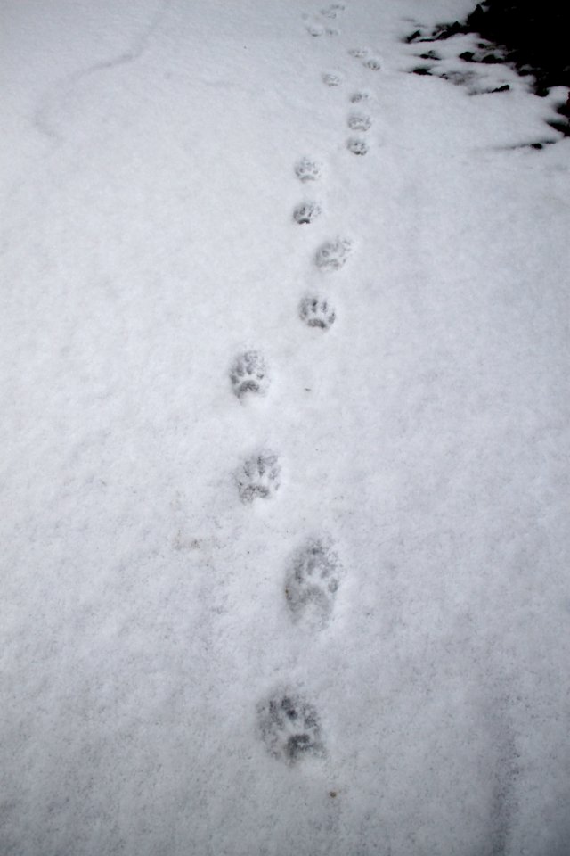 Winter Tracks