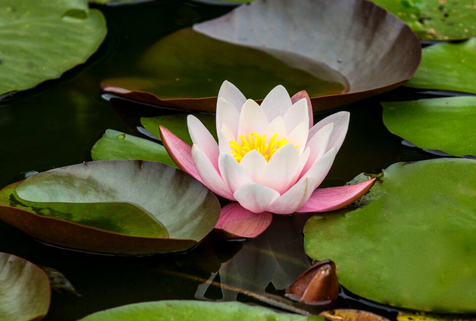 Pink flower garden pond