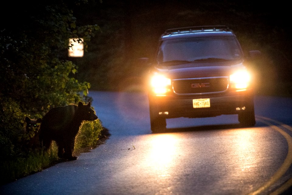 Black Bear Crossing Going-to-the-Sun Road photo