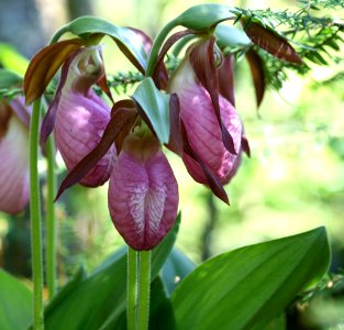 Photo of the Week - Lady Slippers (WV) photo