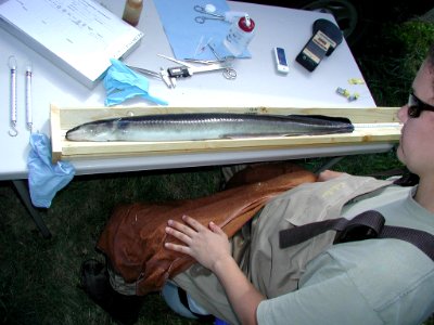 American eel