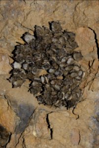 Bat survey in Ohio - 02/10/2011