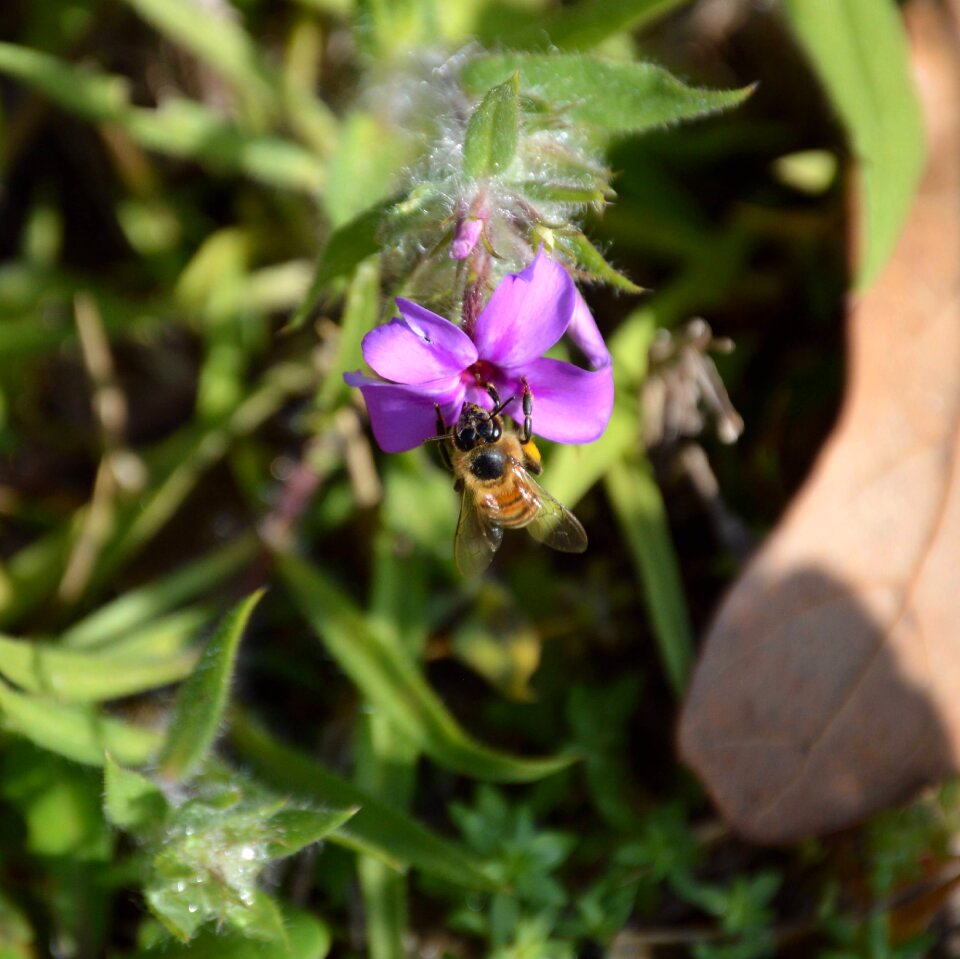 Insect nature plant