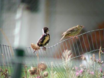 Bobolinks in late summer molt