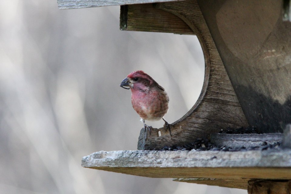 Purple Finch, Whitefish Point, MI