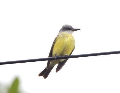 Tropical Kingbird, Tokeland, WA, 19 October 2012