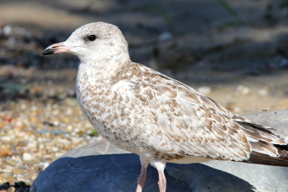 Ring-billed Gull, juvenile, Higgins Lake, MI