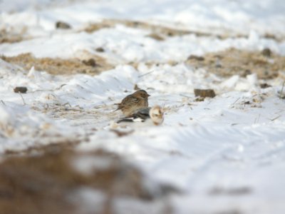 Lapland Longspur lacking rufous in the greater coverts