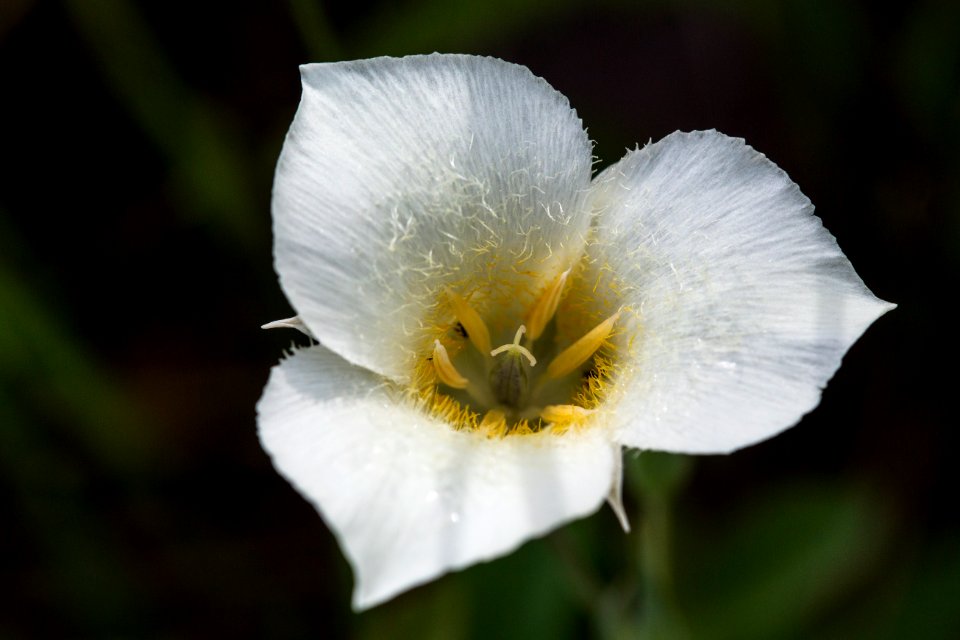 Mariposa Lily - Calochortus apiculatus