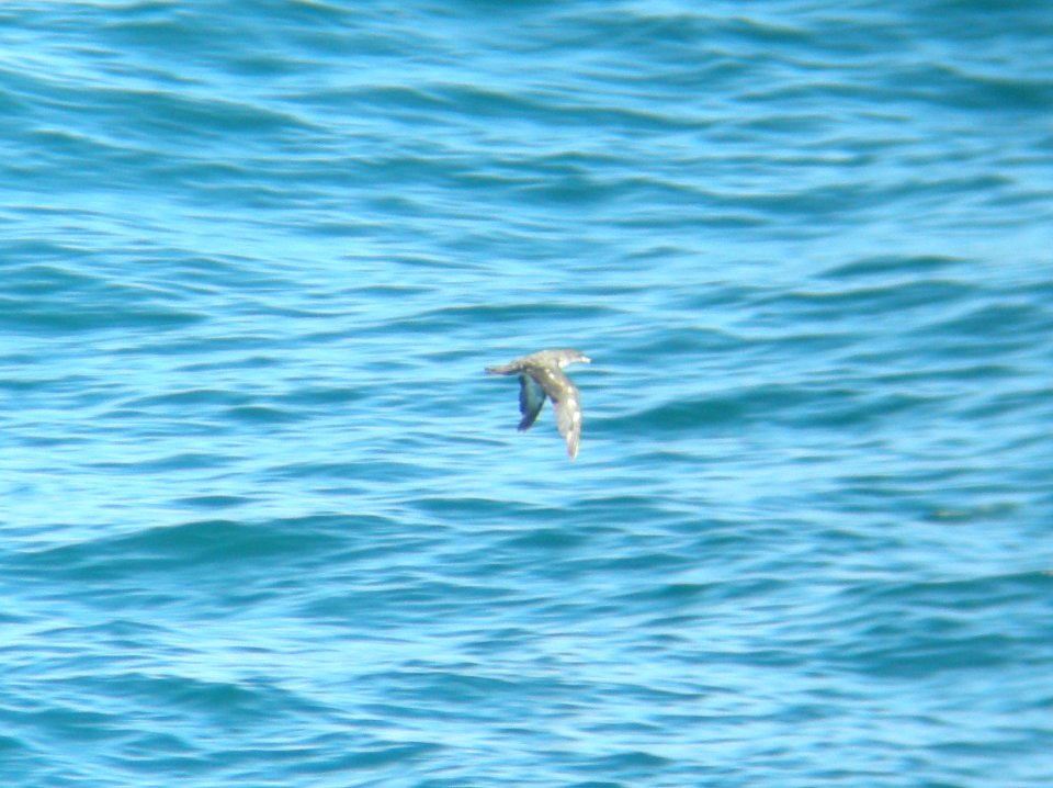 Pink-footed Shearwater, 20 miles offshore of Vancouver Island, British Columbia, July 3, 2010