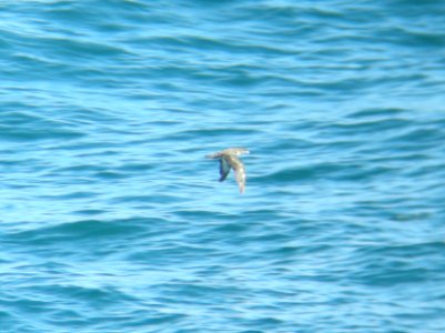 Pink-footed Shearwater, 20 miles offshore of Vancouver Island, British Columbia, July 3, 2010