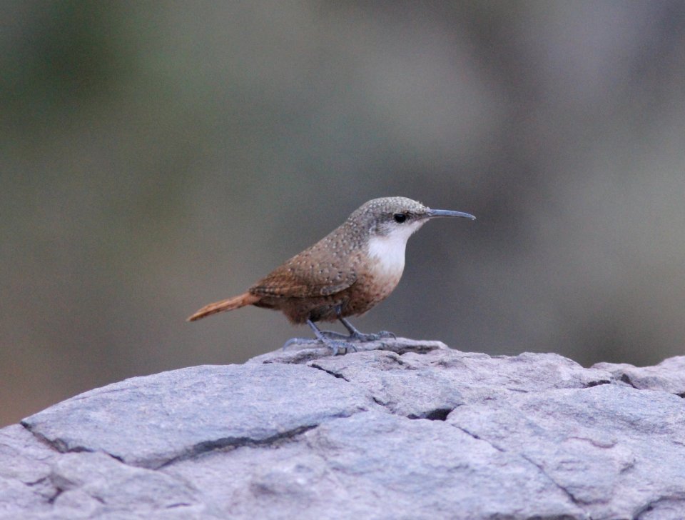 Canyon Wren, lower s. Kaibab Trail, Grand Canyon NP, AZ, November 6, 2012