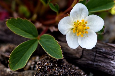 Strawberry - Fragaria virginiana