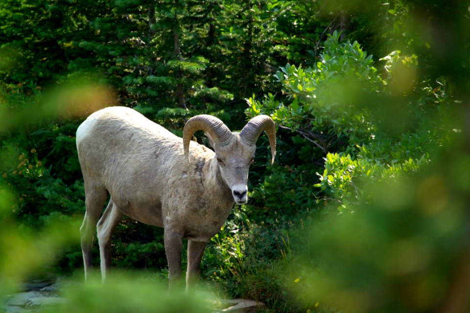 Bighorn ram photo