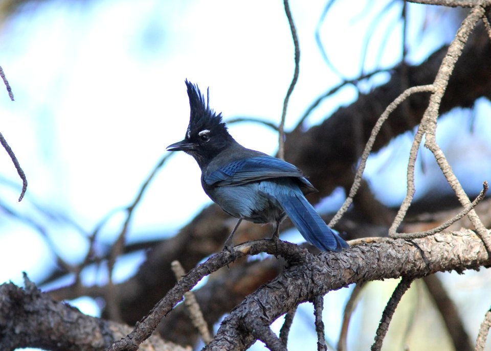 Steller's Jay, Flagstaff Pulliam Airport, AZ, November 5, 2012