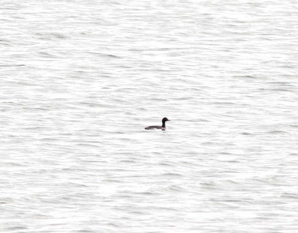 Eared Grebe, Muskegon Wastewater, September 5, 2012 photo