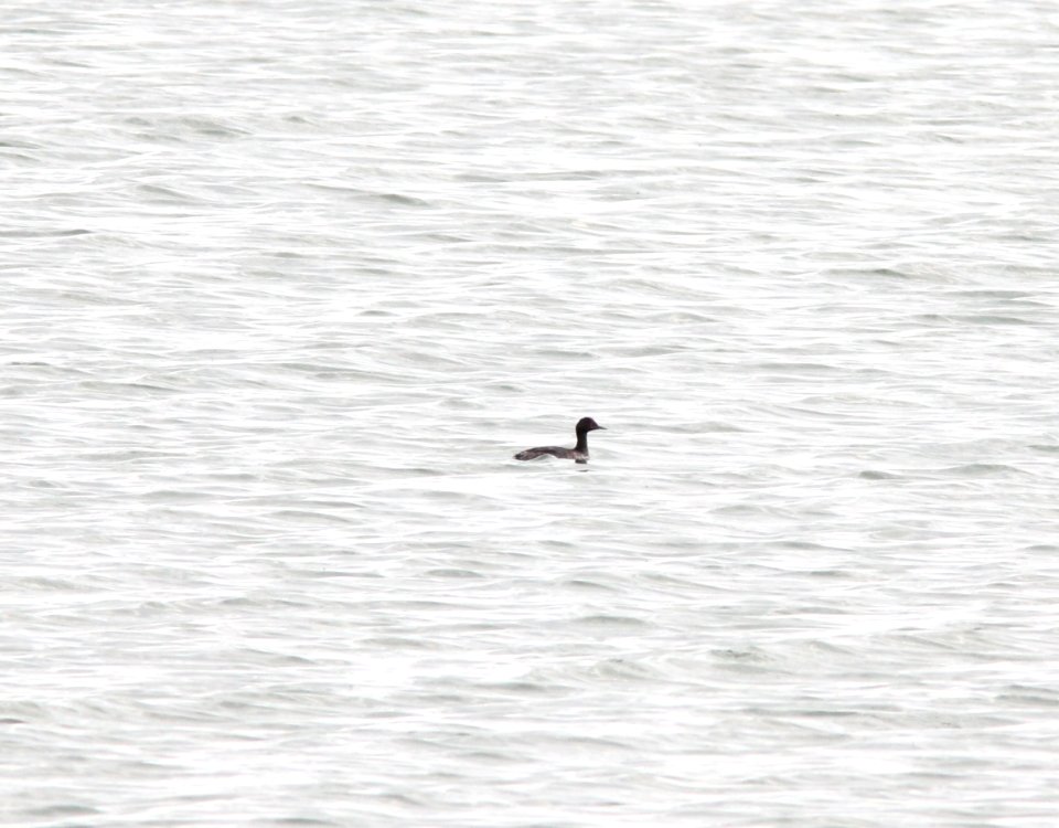 Eared Grebe, Muskegon Wastewater, September 5, 2012