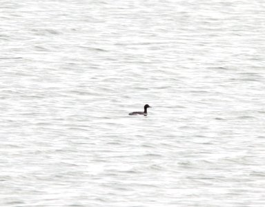 Eared Grebe, Muskegon Wastewater, September 5, 2012 photo