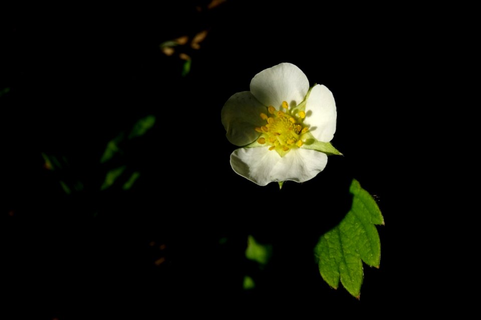 Strawberry blossom