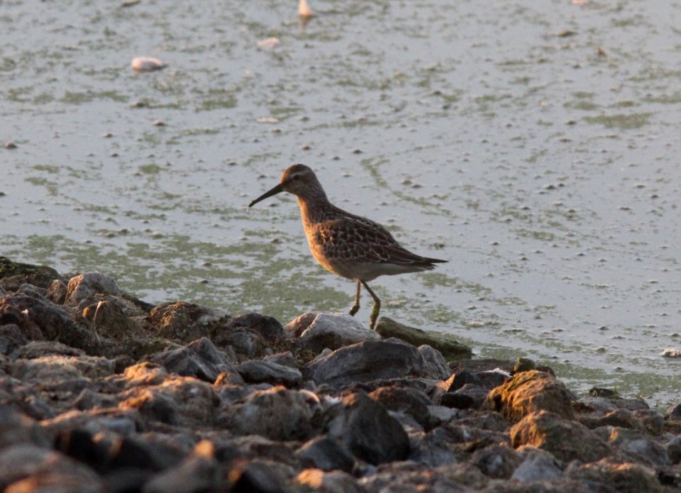 Stilt Sandpiper, juvenile, Houghton Lake Sewage Ponds, August 29, 2012