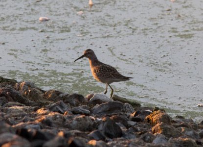 Stilt Sandpiper, juvenile, Houghton Lake Sewage Ponds, August 29, 2012