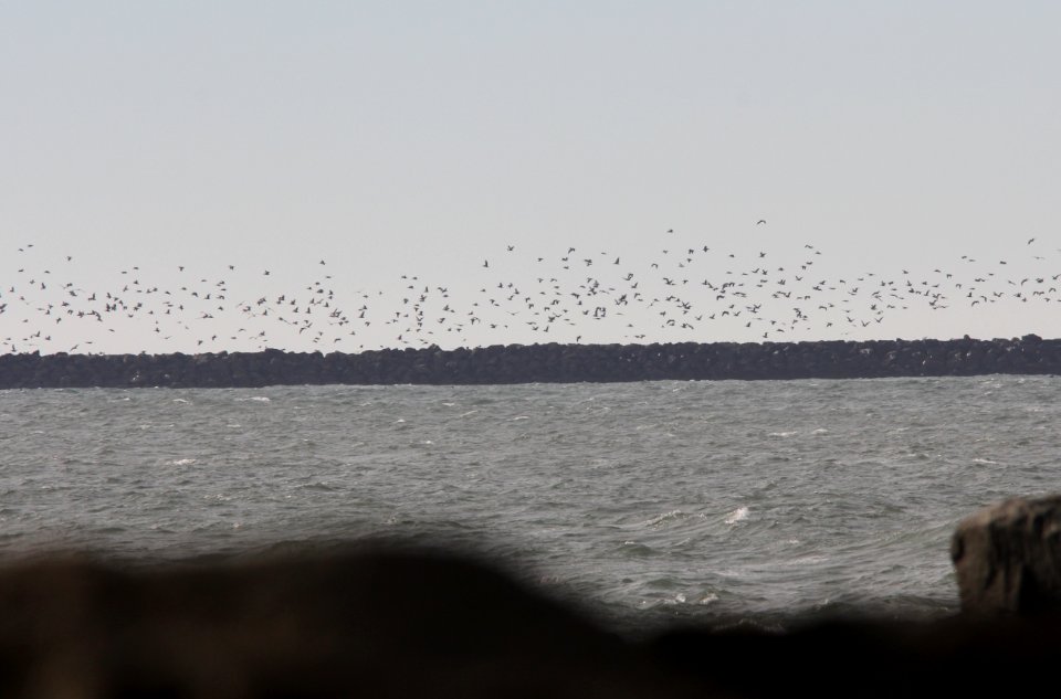 Brown Pelican (part of 1000+), Pt. Brown Jetty, WA, 18 October 2012