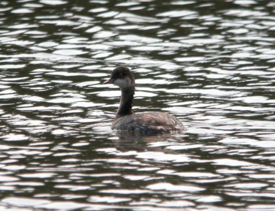Eared Grebe, Kent City Sewage Lagoons, September 5, 2012
