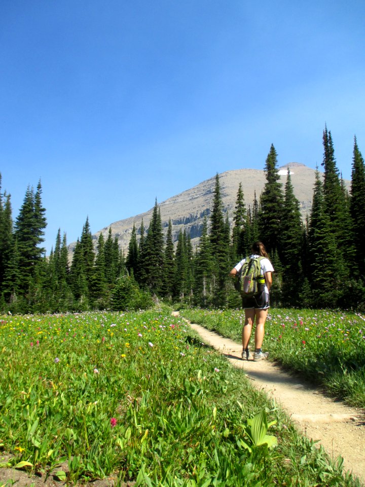 Hiker on the Piegan/Siyeh Pass Trail