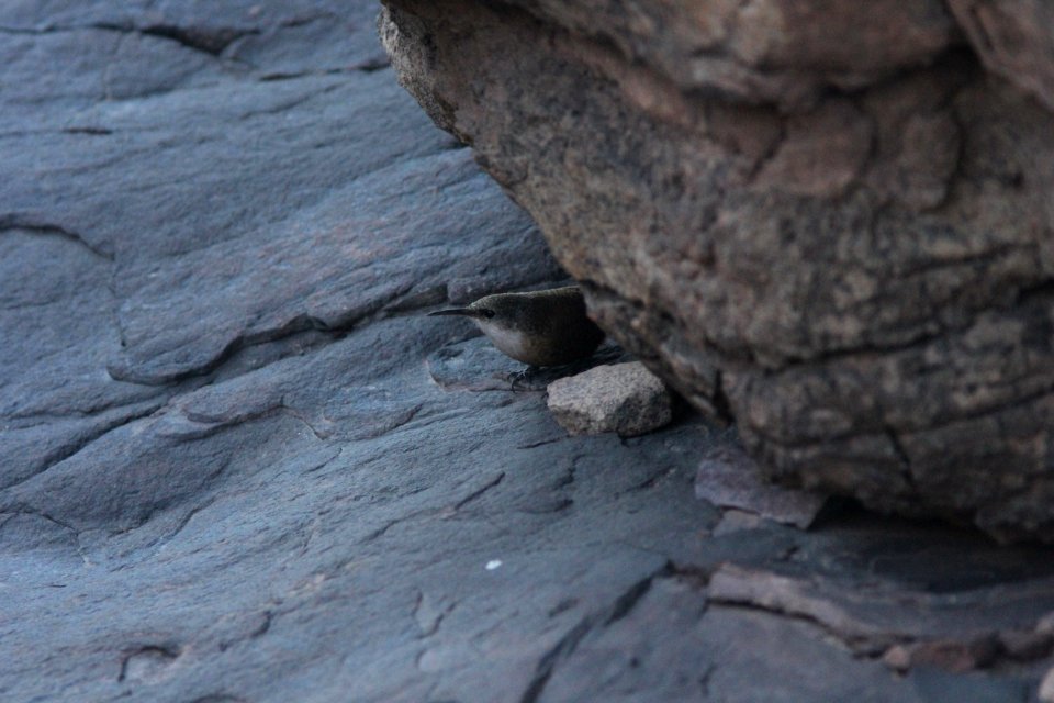 Canyon Wren, lower s. Kaibab Trail, Grand Canyon NP, AZ, November 6, 2012