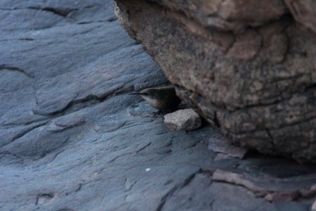 Canyon Wren, lower s. Kaibab Trail, Grand Canyon NP, AZ, November 6, 2012 photo