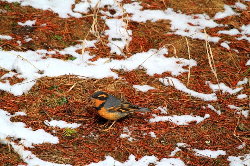 Varied Thrush (Ixoreus naevius)