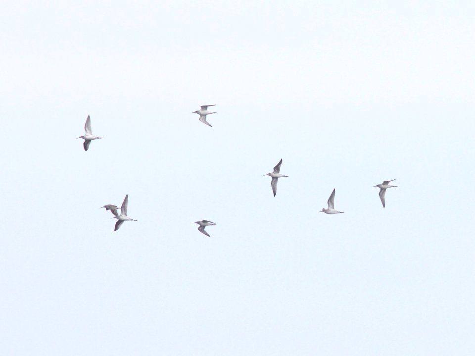 Lesser Yellowlegs, Pere Marquette Park, Muskegon, MI, October 25, 2012
