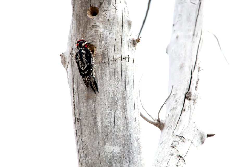 Red-naped Sapsucker - Sphyrapicus nuchalis