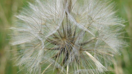 Sonchus oleraceus nuns closeup