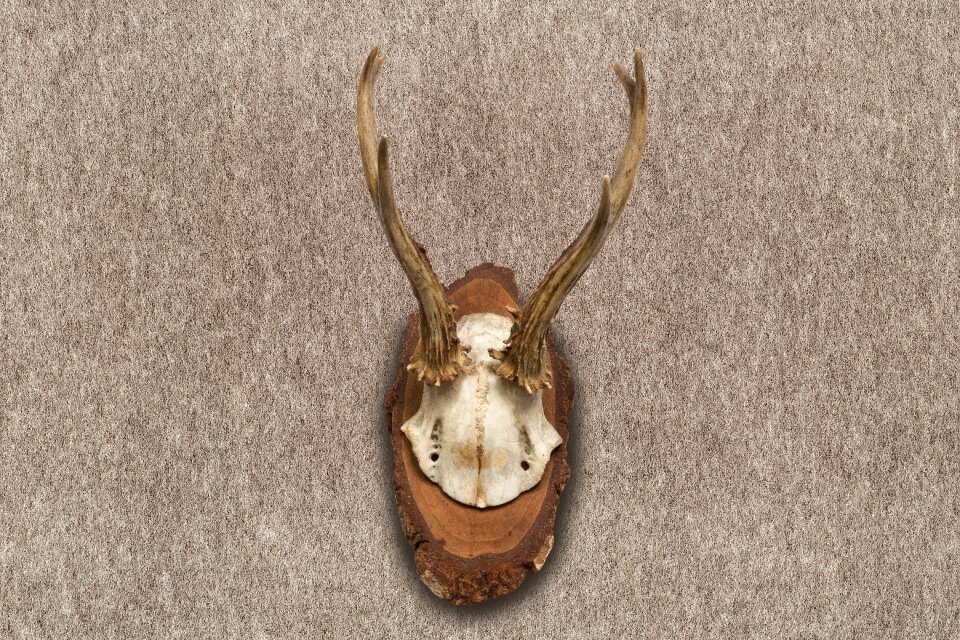 Hunting trophy retro red deer