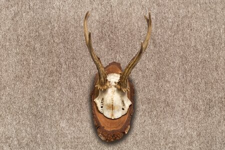 Hunting trophy retro red deer