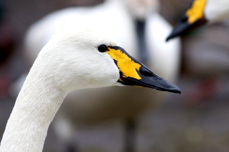 "Trooper" Swan (Trumpeter X Whooper), Kellogg Biological Station, Kalamazoo, MI