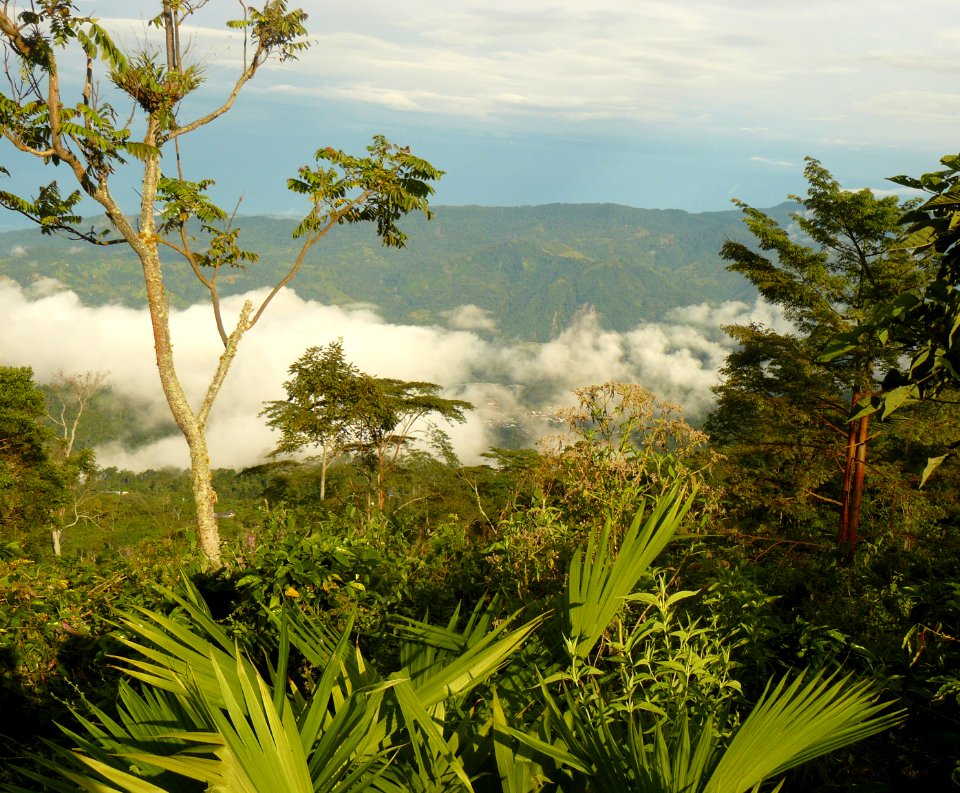 Reserve coffee farm in Colombia