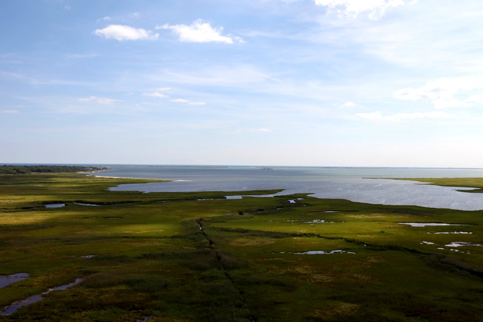 Marsh at Wertheim National Wildlife Refuge