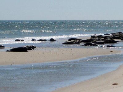 Seals on South Monomoy Island