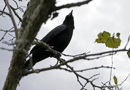 Nature wildlife raven photo