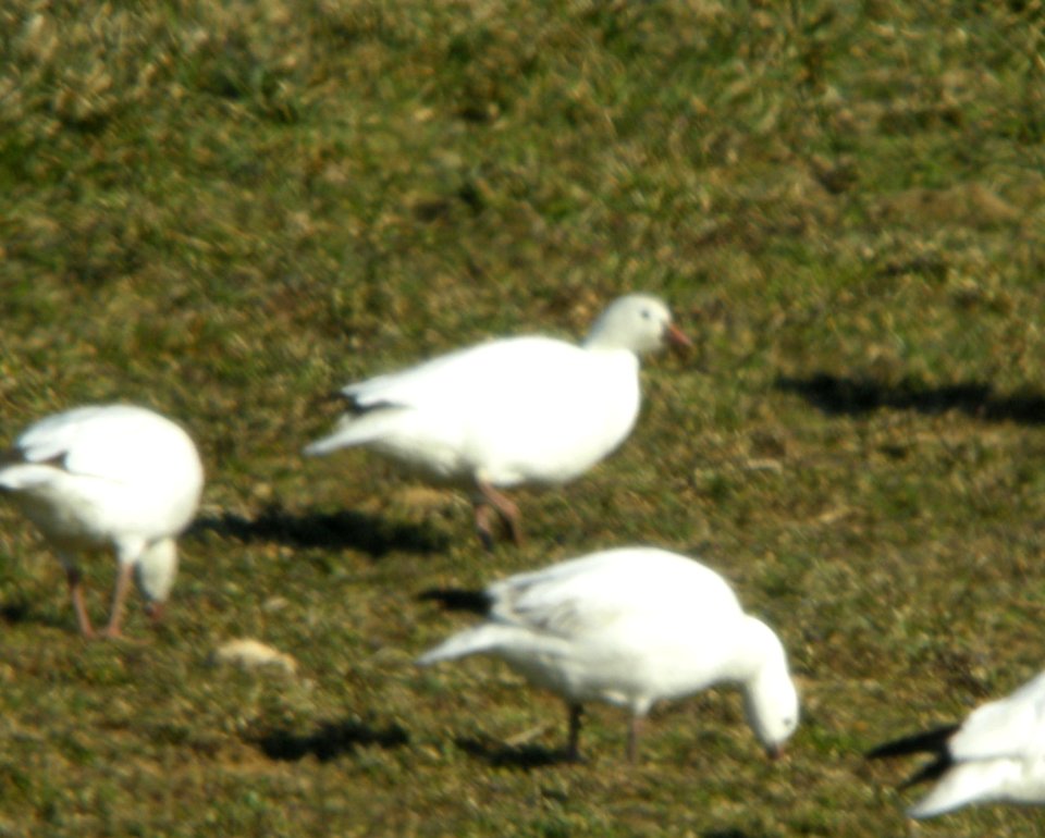 possible Ross's X Snow Goose backcross, 92nd St., Kent Co., MI, 5 April 2013